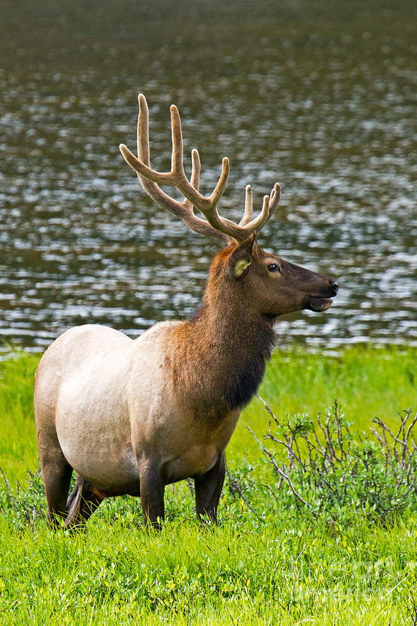 Wapiti Elk in Rocky Mountain National Park #8 Photograph by Fred Stearns