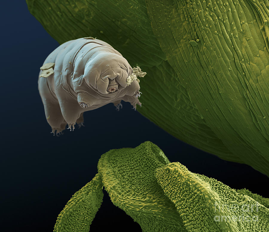 Water Bear Photograph by Eye of Science and Science Source