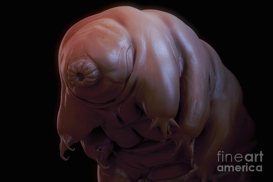 Animal Photograph - Water Bear Tardigrades #8 by Science Picture Co
