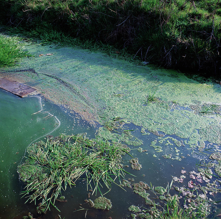 Water Pollution Photograph by Robert Brook/science Photo Library | Fine ...