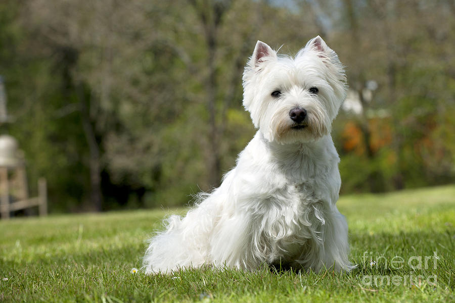 West Highland White Terrier #8 Photograph by John Daniels
