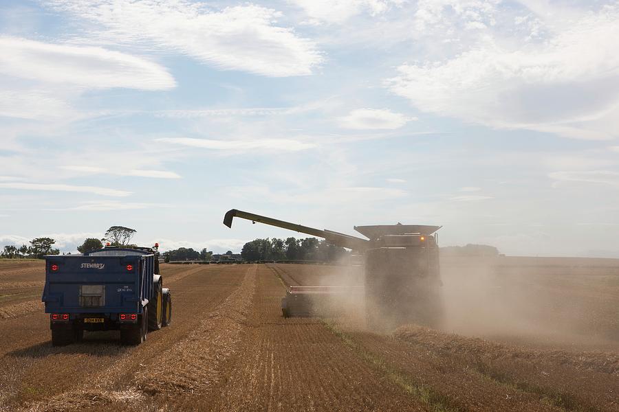 Common Wheat Photograph - Wheat Harvesting by Lewis Houghton/science Photo Library Common Wheat Photograph - Wheat Harvesting by Lewis Houghton/science Photo Library
