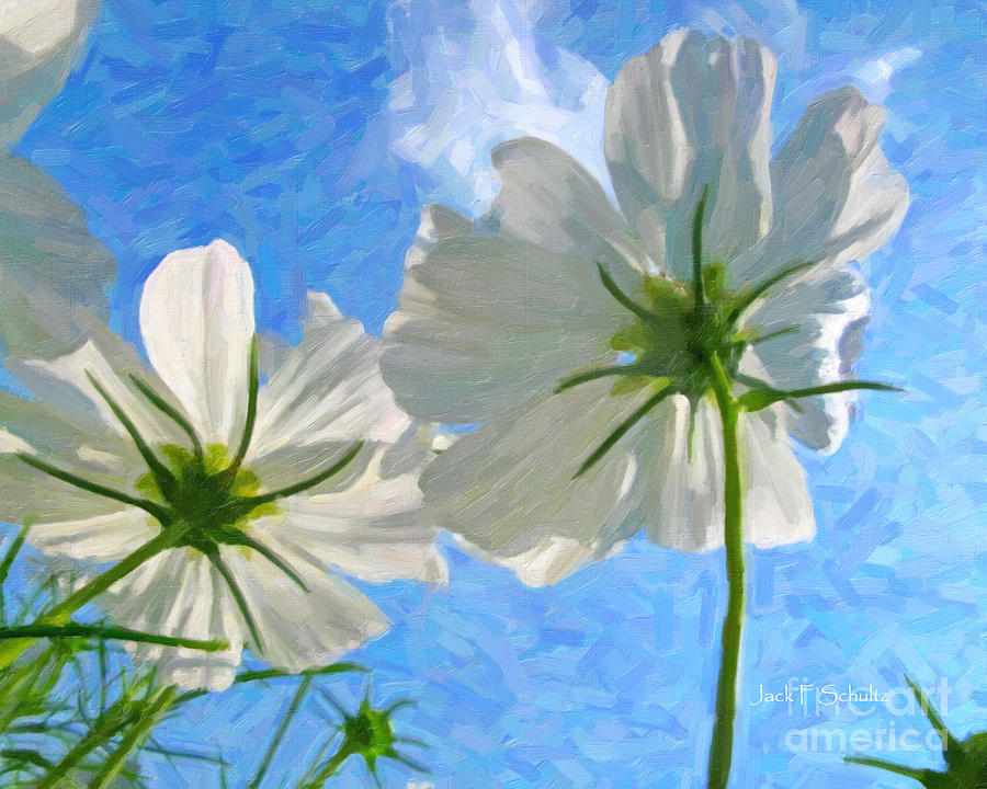 White Cosmos #8 Photograph by Jack Schultz