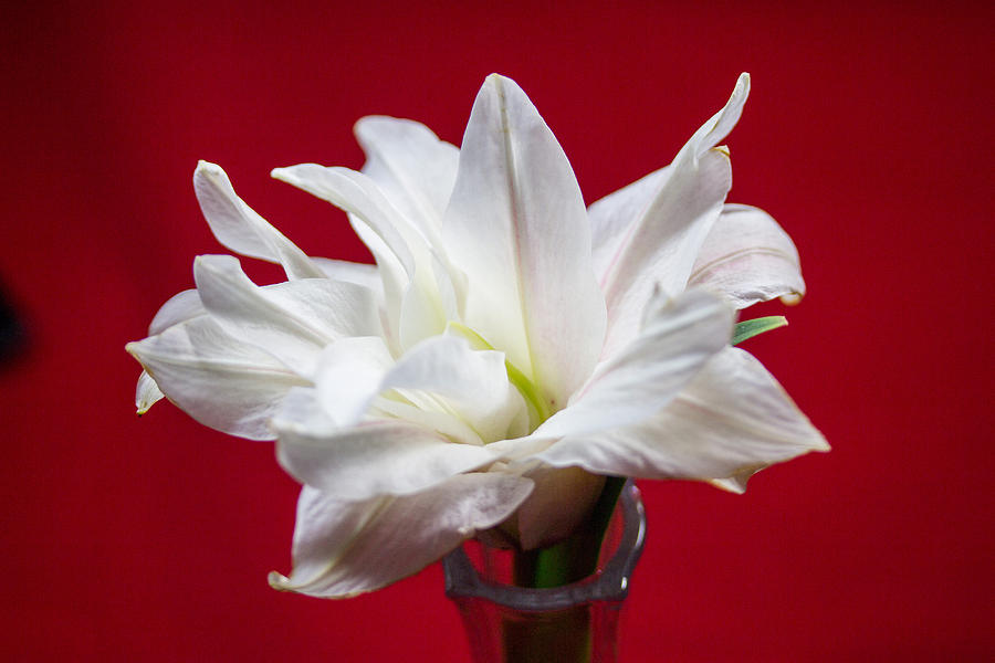 White Lilly #8 Photograph by Susan Jensen