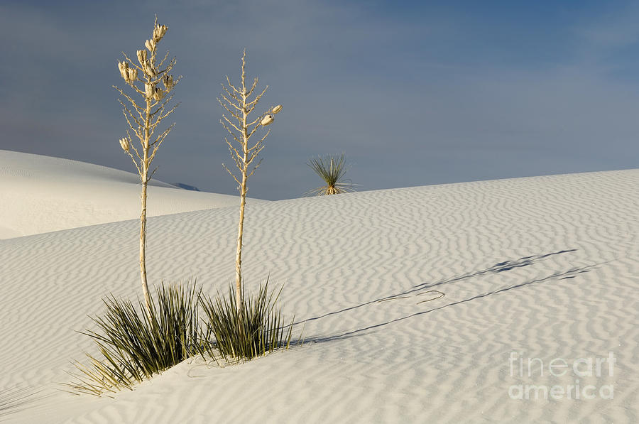 White Sands National Monument Photograph - White Sands #8 by John Shaw