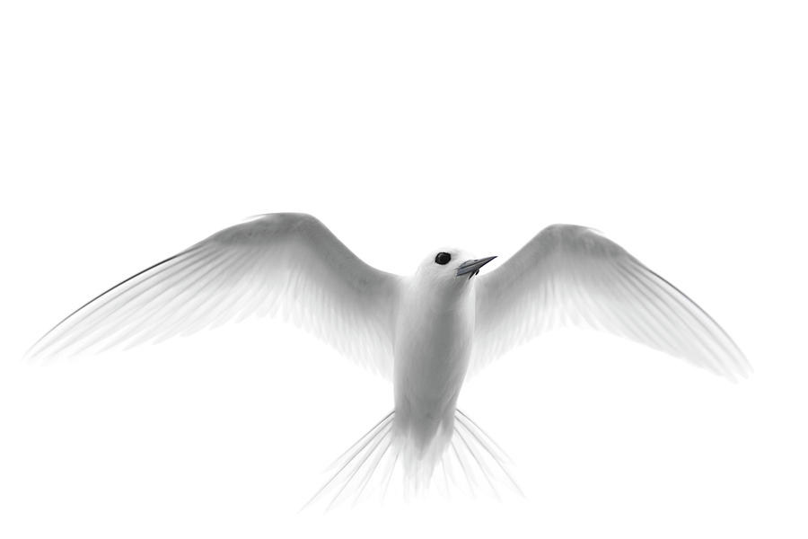 Wildlife Photograph - White Tern (gygis Alba Rothschildi #8 by Daisy Gilardini
