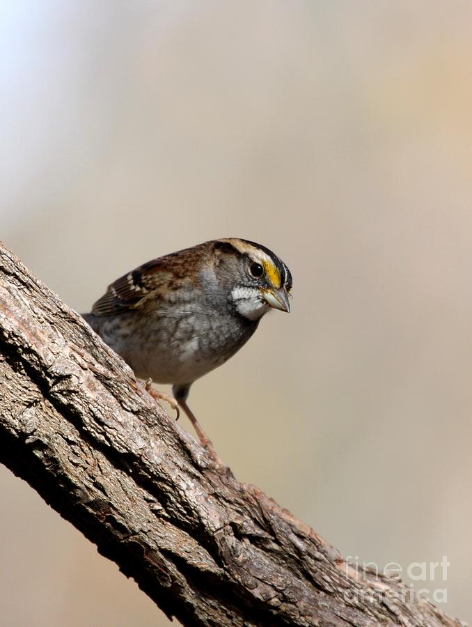 White-throated Sparrow #8 Photograph by Jack R Brock