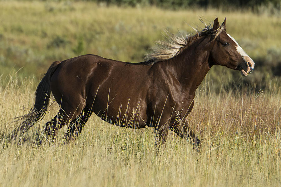 Wild Horse, North Dakota #8 Photograph by Mark Newman