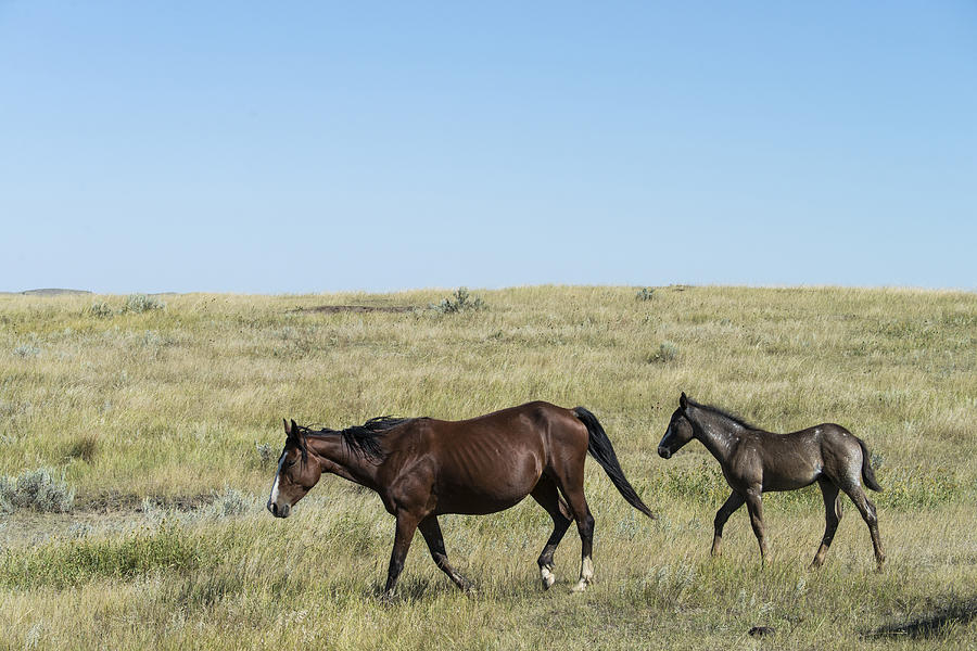 Wild Horses, North Dakota #8 Photograph by Mark Newman