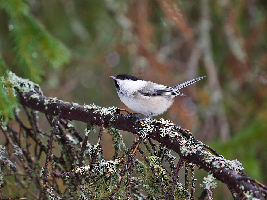 Willow Tit Photograph