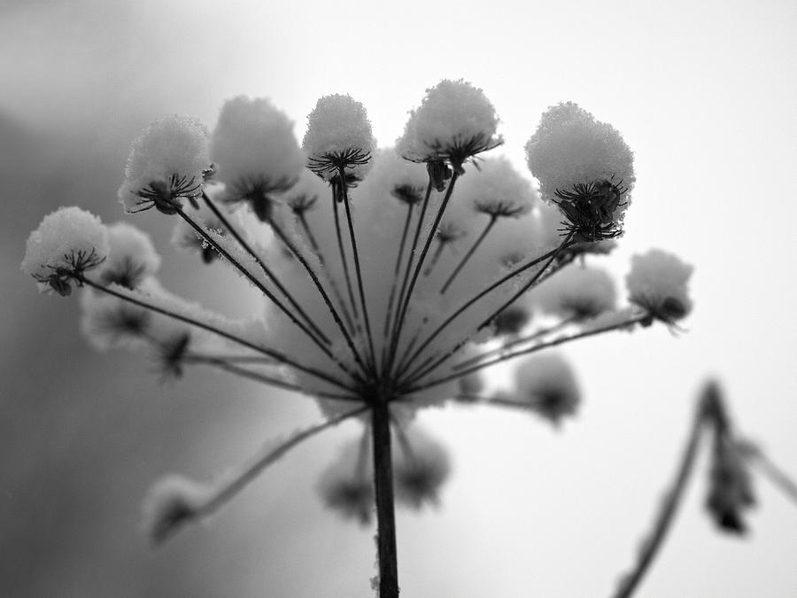 Winter flowers #8 Photograph by Jouko Lehto