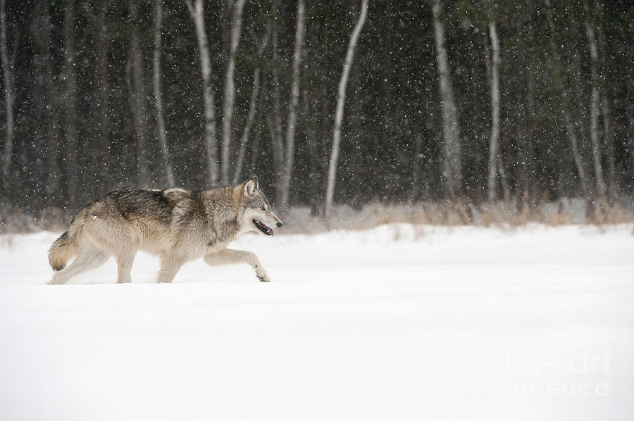 Wolf In Winter #8 Photograph by John Shaw