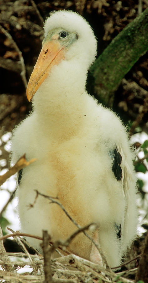 Wood Stork #8 Photograph by Millard H. Sharp
