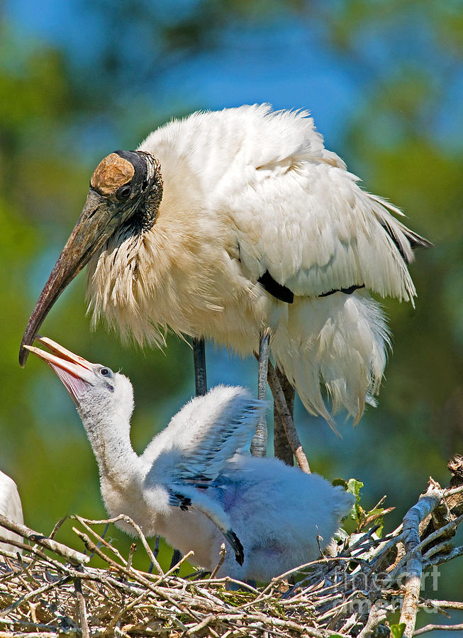 Wood Storks #8 Photograph by Millard H. Sharp