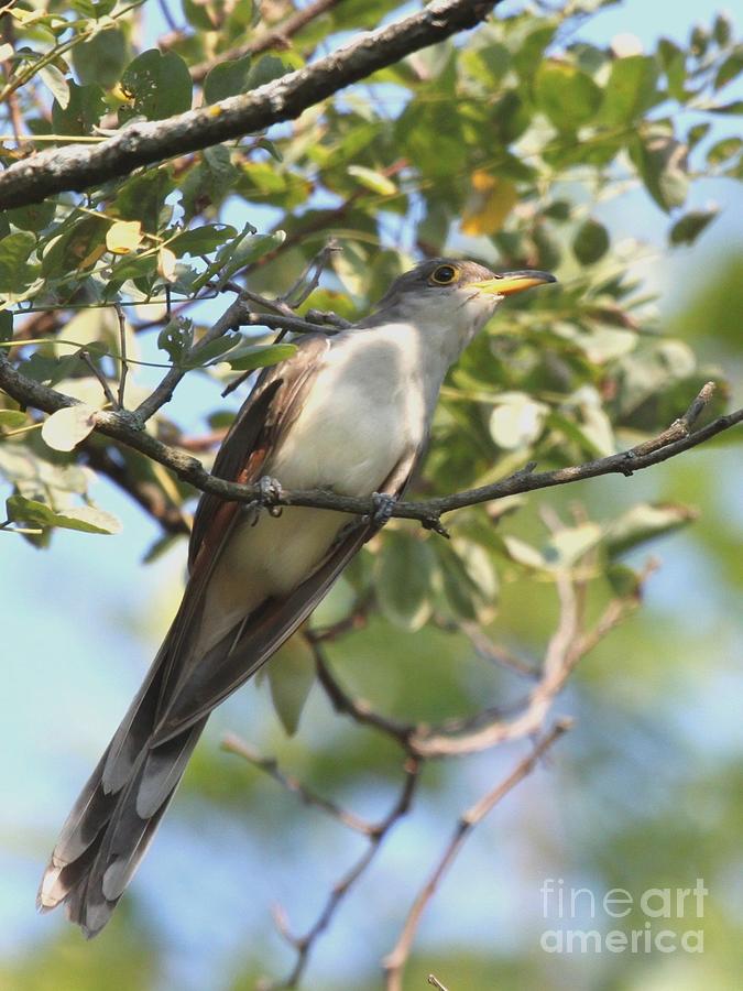 Yellow-billed Cuckoo #8 Photograph by Jack R Brock
