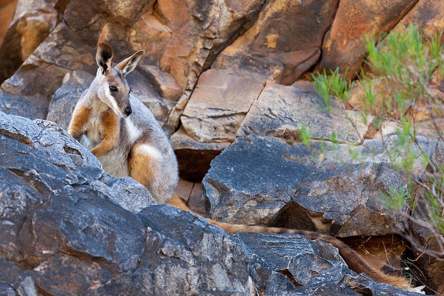 Animal Photograph - Yellow-footed Rock-wallaby (petrogale #8 by Martin Zwick