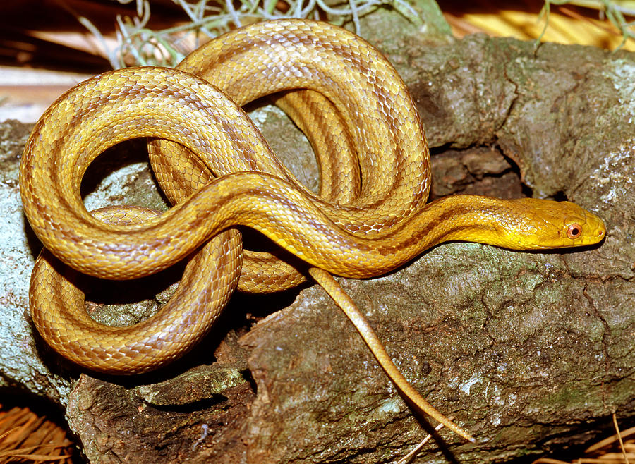 Yellow Rat Snake Photograph by Millard H. Sharp - Fine Art America