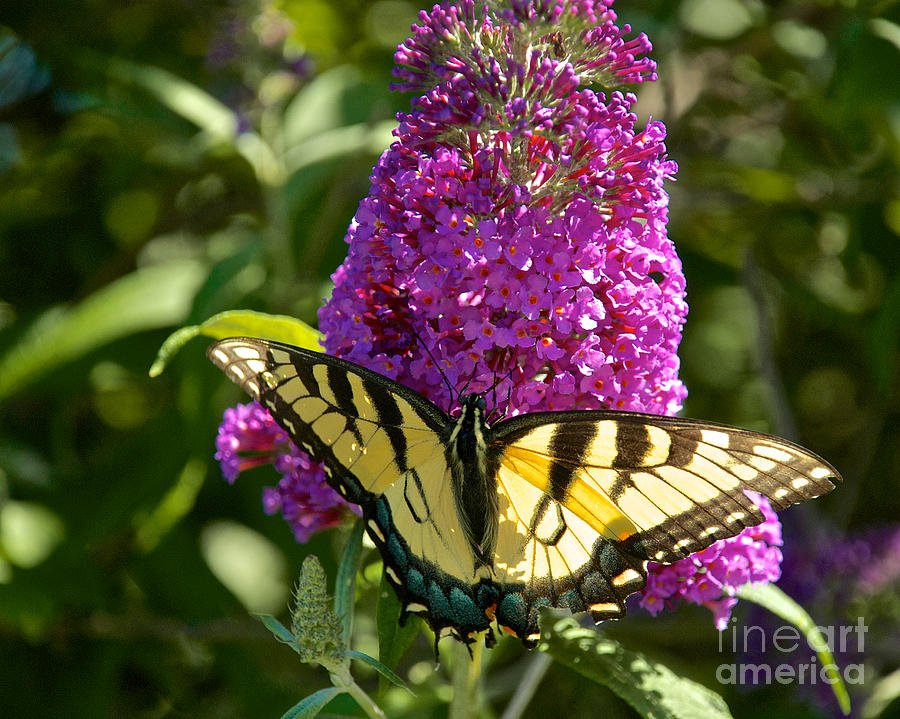 Yellow Tiger Swallowtail Papilio Glaucus Butterfly  #8 Photograph by Mark Dodd