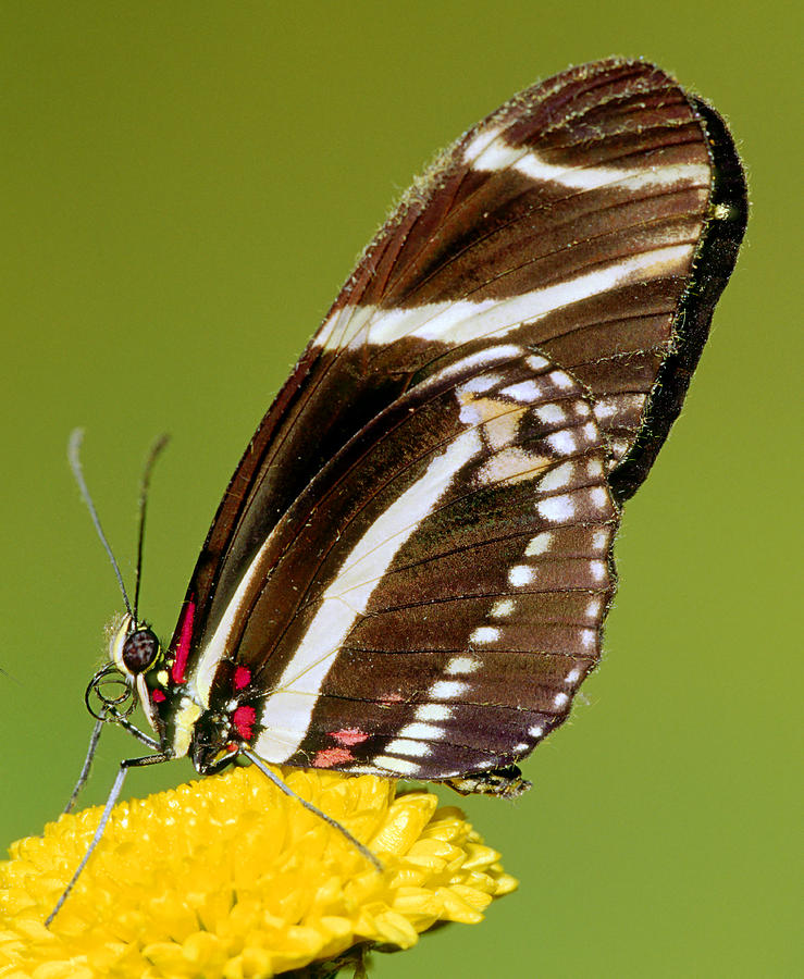 Zebra Butterfly Heliconius Charitonius #8 Photograph by Millard H. Sharp