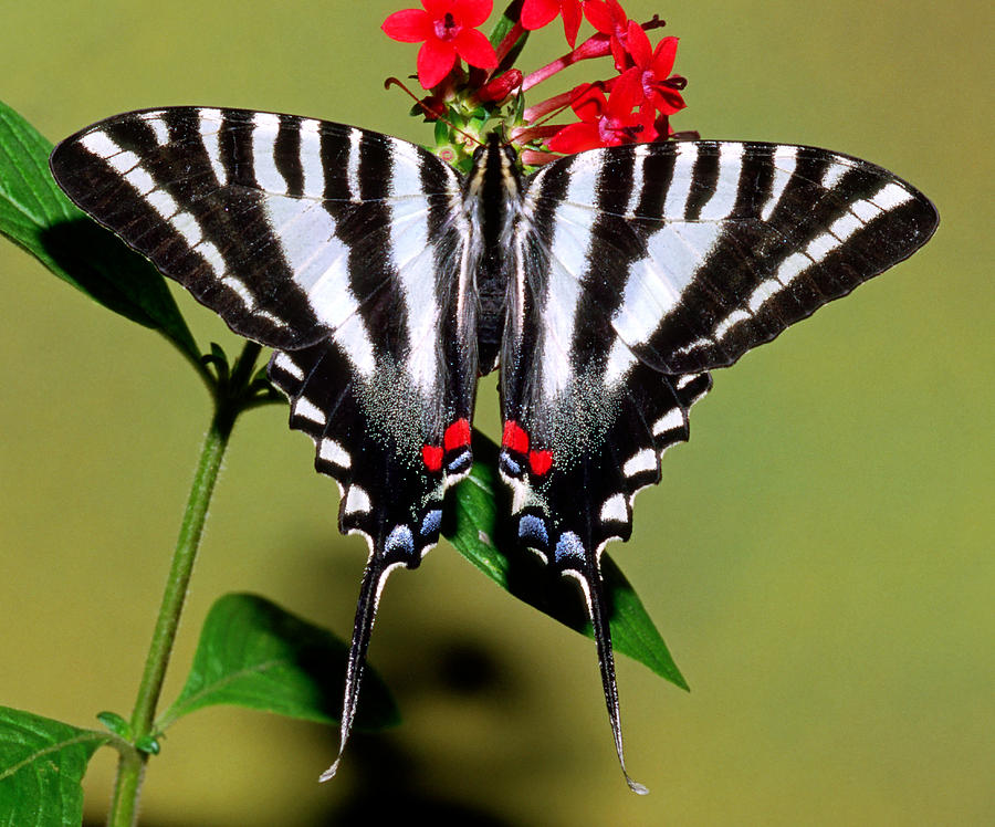 Zebra Swallowtail Butterfly Photograph by Millard H. Sharp - Pixels