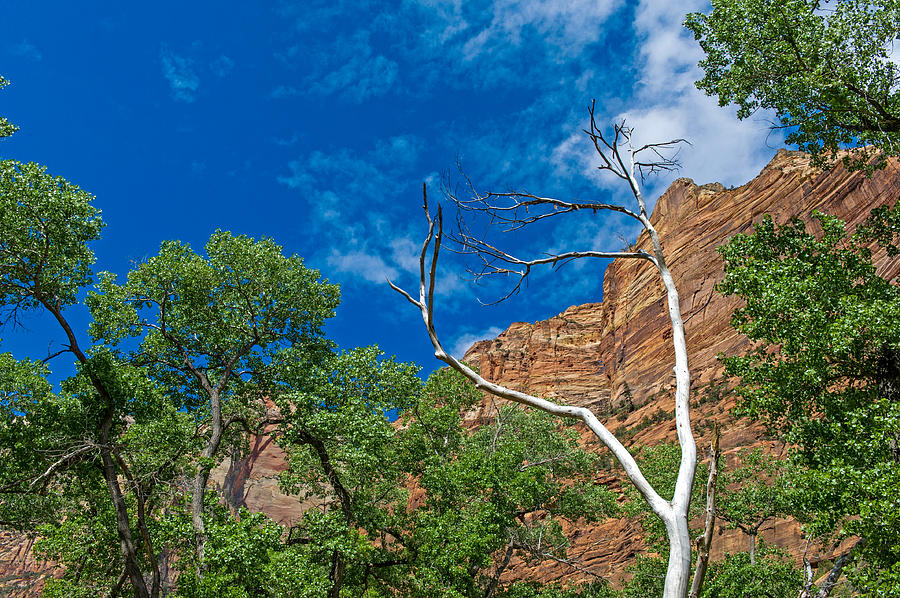 Zion National Park #8 Photograph by Willie Harper