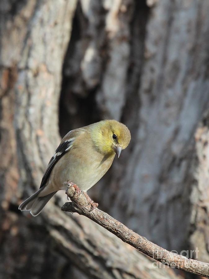 American Goldfinch #80 Photograph by Jack R Brock