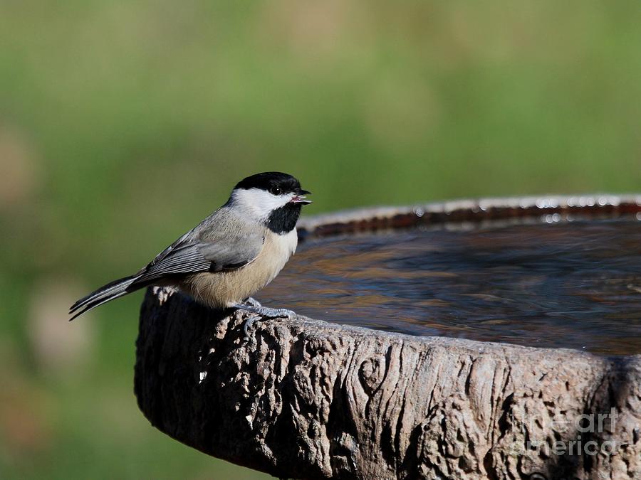 Black-capped Chickadee #80 Photograph by Jack R Brock