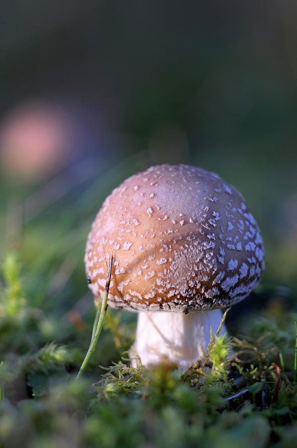 Mushroom Photograph - Canada, British Columbia, Vancouver #80 by Kevin Oke