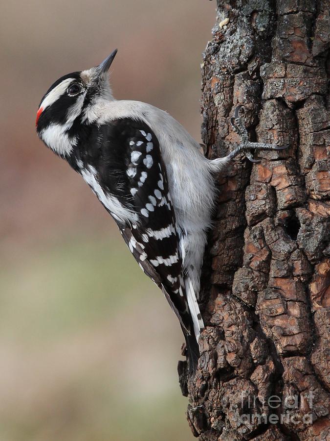 Downy Woodpecker #80 Photograph by Jack R Brock