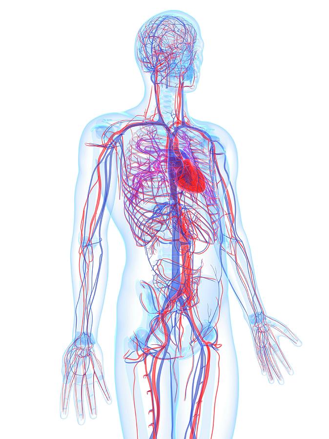 Male Cardiovascular System Photograph by Sciepro/science Photo Library ...