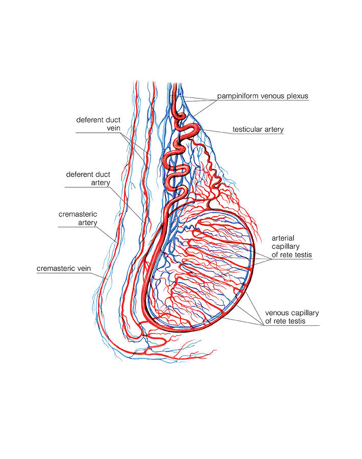 Male Genital System #80 Photograph by Asklepios Medical Atlas