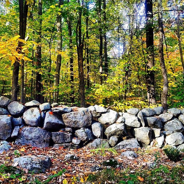 Tree Photograph - Stone wall by Danielle Godfrey