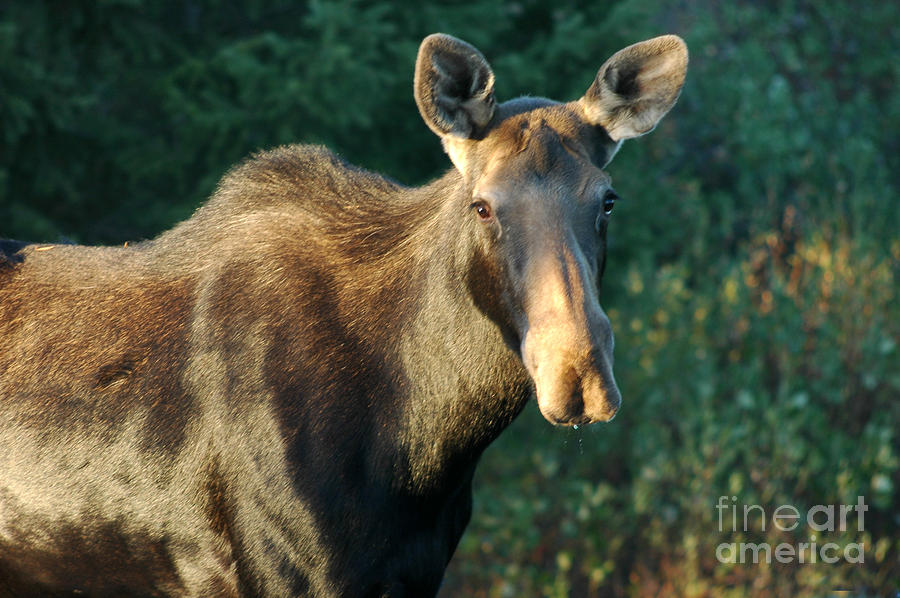 801P Cow Moose Photograph by NightVisions