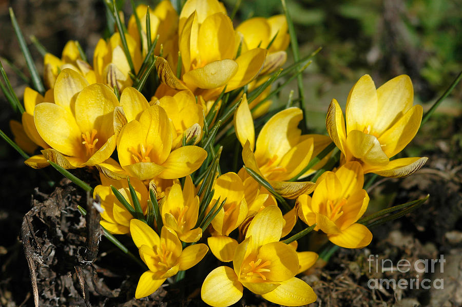 802A Yellow Crocus Photograph by NightVisions