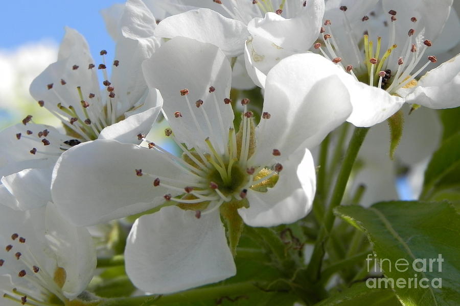 Spring Series Photograph By Dan Marinescu - Fine Art America