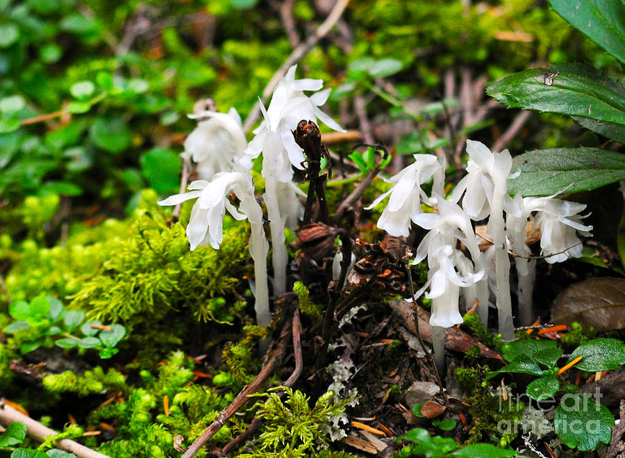 805A Indian Pipe Photograph by NightVisions