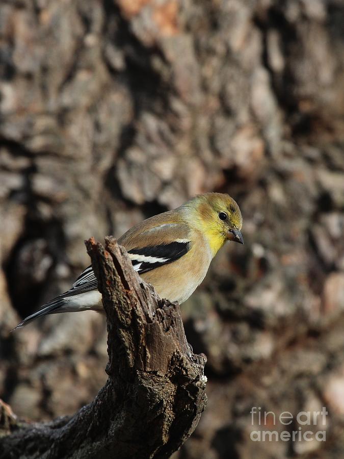 American Goldfinch #81 Photograph by Jack R Brock