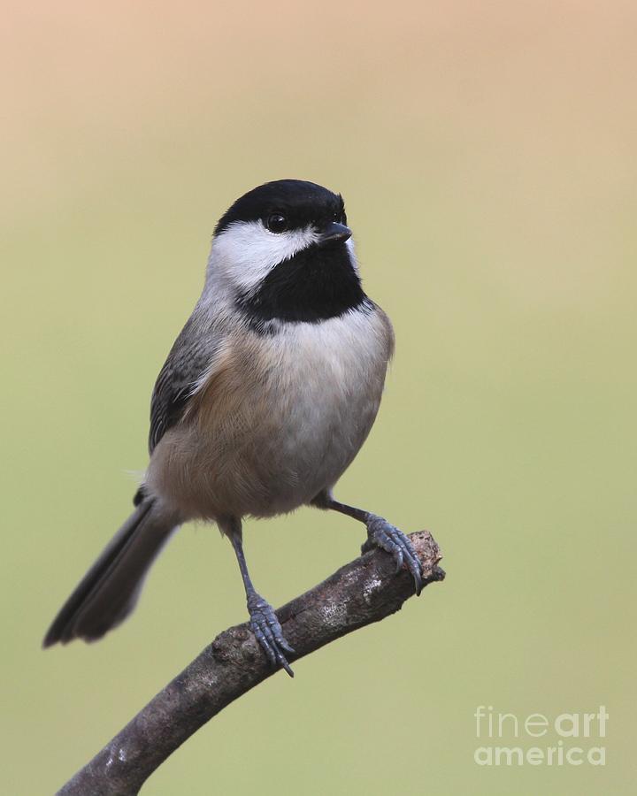 Black-capped Chickadee #81 Photograph by Jack R Brock
