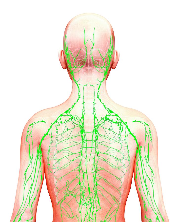 Human Lymphatic System Photograph by Pixologicstudio/science Photo ...