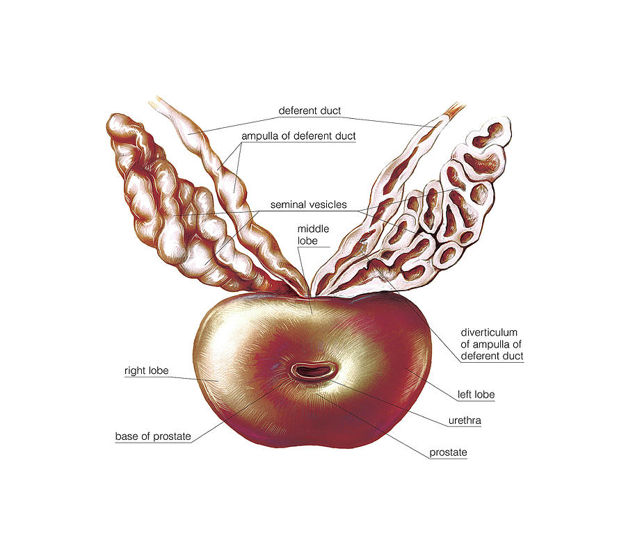 male-genital-system-photograph-by-asklepios-medical-atlas-fine-art