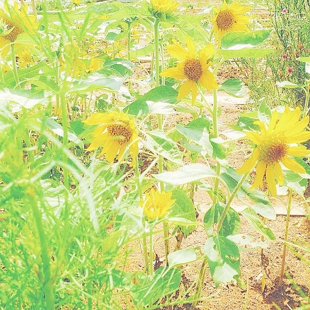 Summer Photograph - Instagram Photo #811420037479 by Natsumi Taira