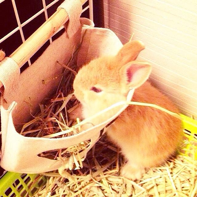 Instagram Photo #811420627471 Photograph by GoGoGo Rabbits