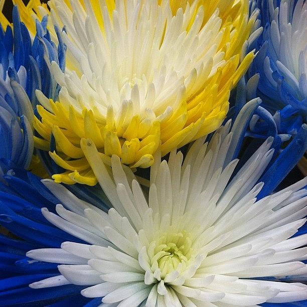 Flower Photograph - Blue and Yellow by Emily Hathway