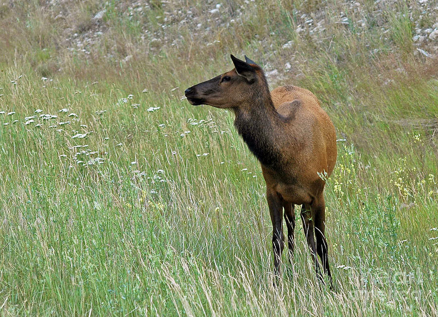 812P Elk Photograph by NightVisions