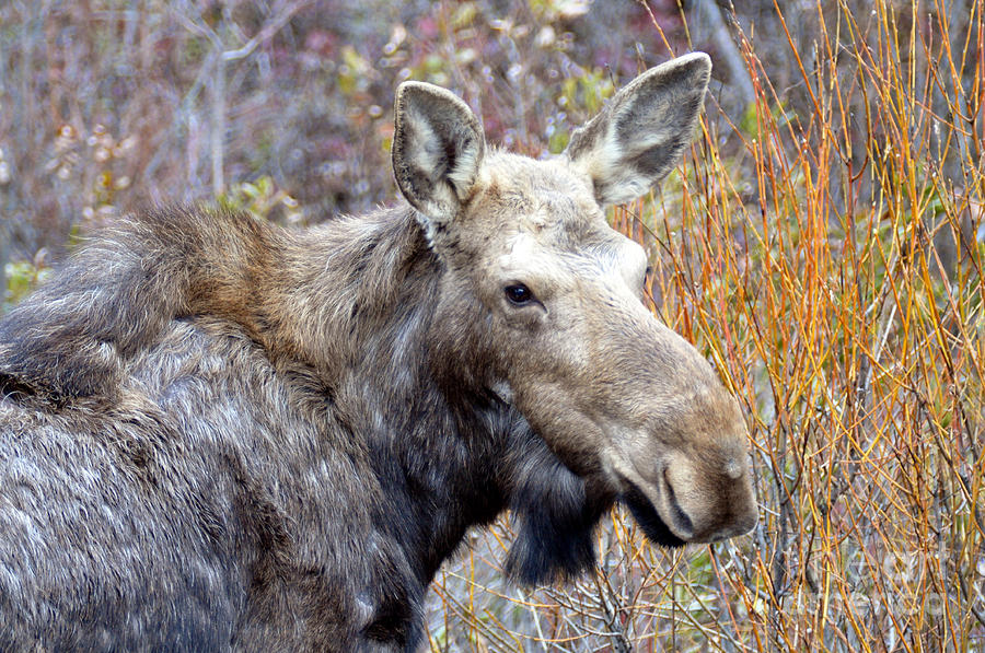 812P Moose Photograph by NightVisions