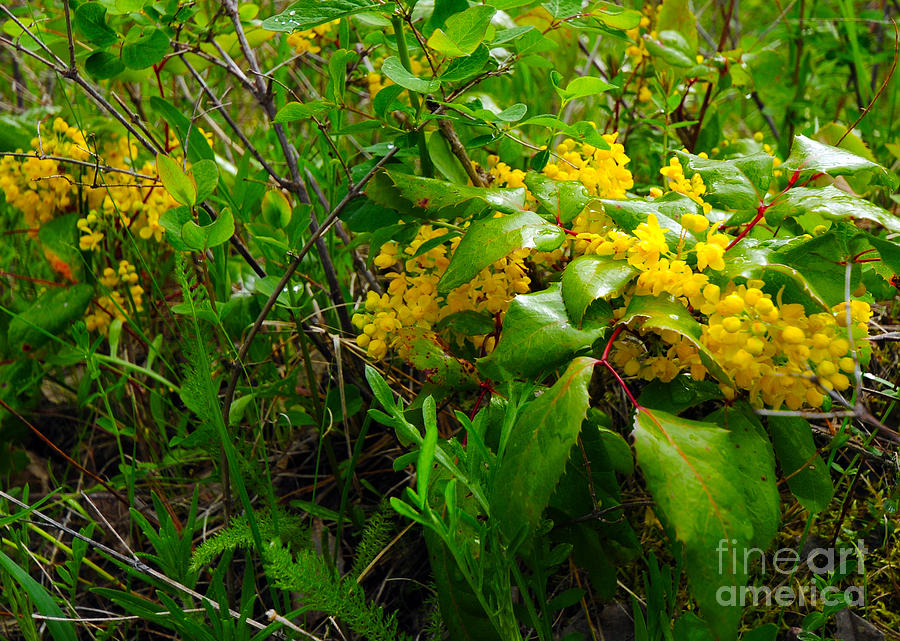 816A Oregon Grape Photograph by NightVisions