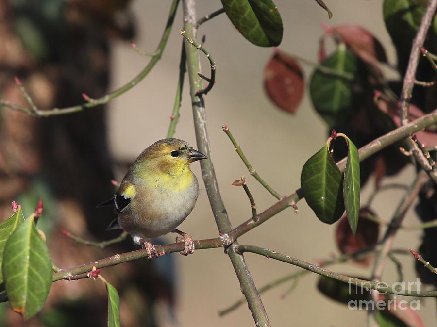 American Goldfinch #82 Photograph by Jack R Brock