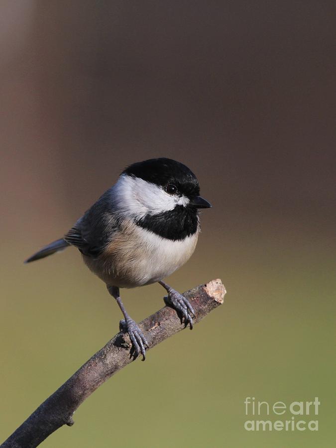 Black-capped Chickadee #82 Photograph by Jack R Brock