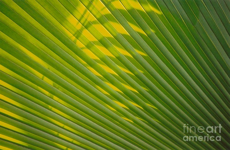 Abstract Photograph - Botanical Shadow by Dennis Knasel