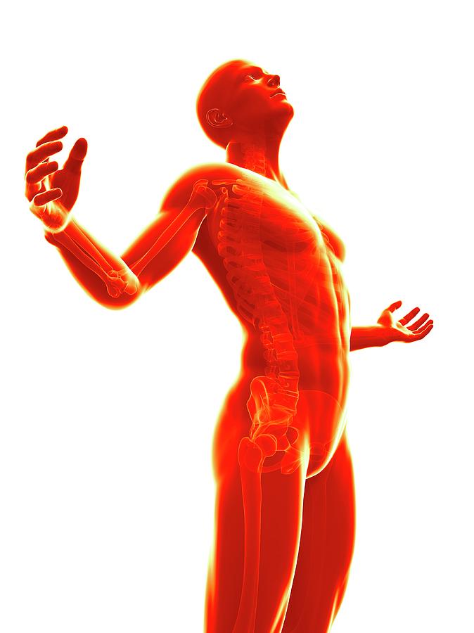 Skeleton Photograph - Human Skeletal System #82 by Sebastian Kaulitzki